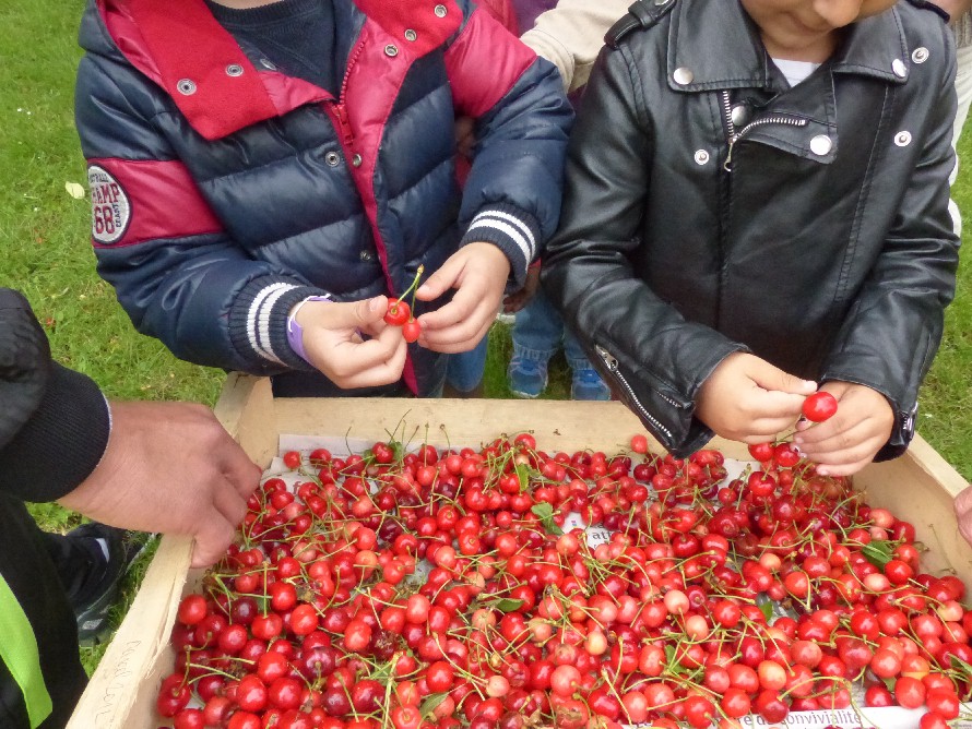 Bonne rcolte de cerises